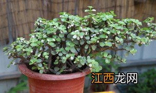 在家里种植金枝玉叶可以吗 金枝玉叶种在家里好不好