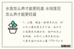 水莲怎么养才能更旺盛 水培莲花怎么养才能更旺盛