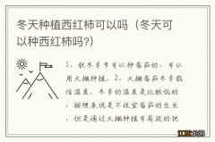 冬天可以种西红柿吗? 冬天种植西红柿可以吗