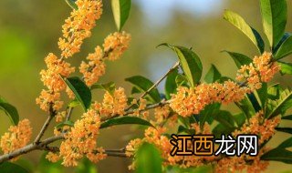 四季桂花树怎么养才长得好 八月桂花树怎么养才长得好看