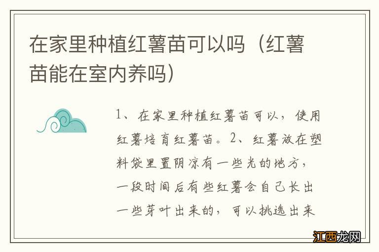 红薯苗能在室内养吗 在家里种植红薯苗可以吗