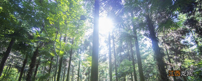 桐油树为何不能大面积种植 油桐树种植的经济价值