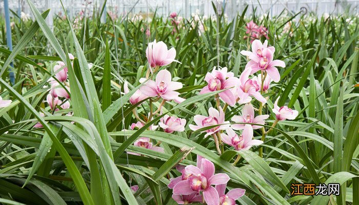 兰花送老师象征着什么意义 兰花送老师象征着什么