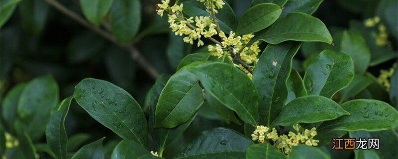 桂花树寓意什么风水 桂花树寓意