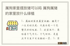 属狗家里摆放猪可以吗 属狗属猪的家里放什么绿植