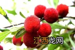 螃蟹饮食搭配禁忌有哪些？吃完螃蟹后不能吃什么？