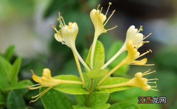 金银花茶有什么营养功效？金银花的功效作用有哪些？