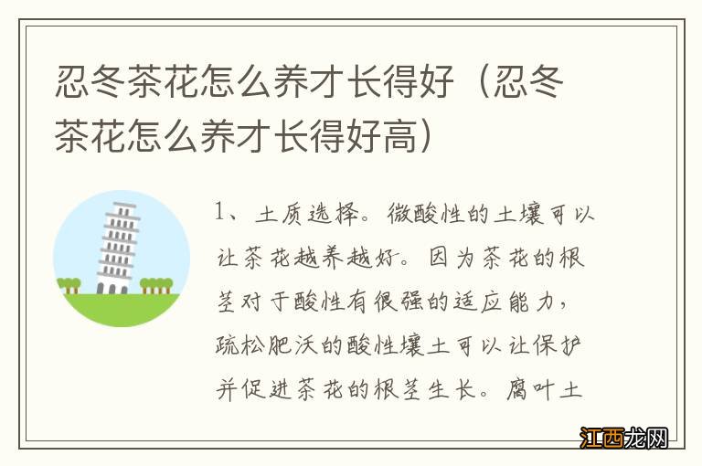 忍冬茶花怎么养才长得好高 忍冬茶花怎么养才长得好