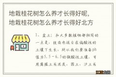 地栽桂花树怎么养才长得好呢，地栽桂花树怎么养才长得好北方