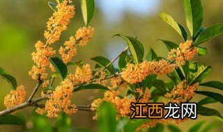 桂花老桩好养吗 老桩桂花树怎么养才长得好