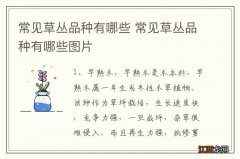 常见草丛品种有哪些 常见草丛品种有哪些图片