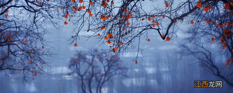 柿子树的种植和栽培株距行距是多少 柿子树的种植和栽培