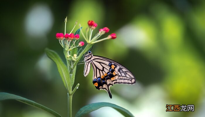 中国的国蝶是什么蝴蝶? 中国的国蝶是什么蝴蝶
