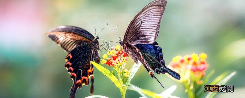 中国的国蝶是什么蝴蝶? 中国的国蝶是什么蝴蝶