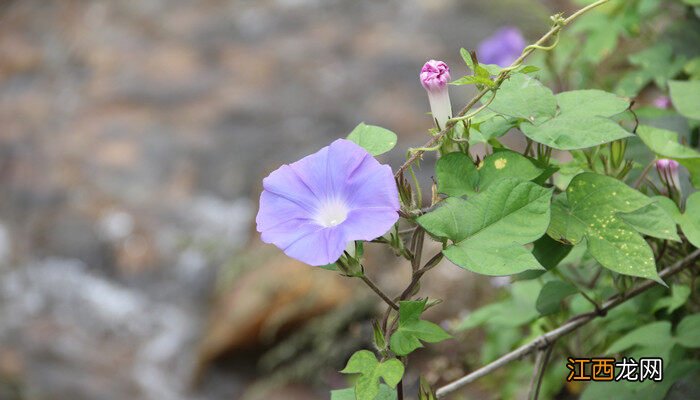 桂花芙蓉百合牵牛花哪个不是同一季节开