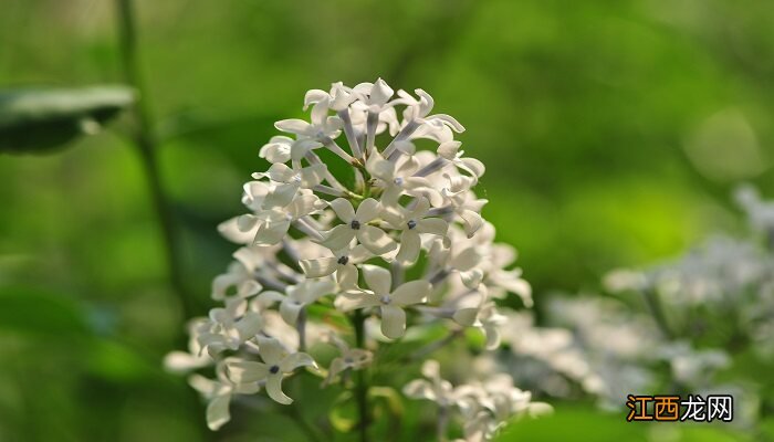 红丁香花语和寓意 红丁香花语