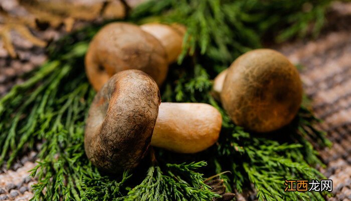 枞树菌可以人工种植吗? 枞树菌可以人工种植吗