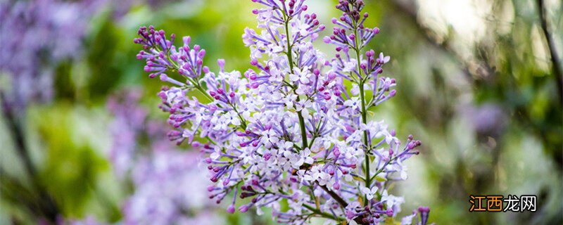 丁香花的品质和精神的特点 丁香花的品质和精神