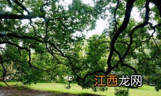 香樟树冬天可以栽种吗 香樟树冬天种植可以吗