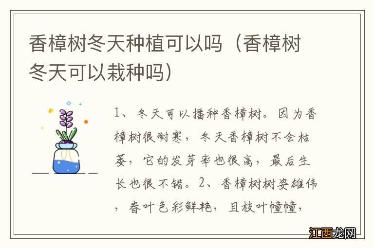 香樟树冬天可以栽种吗 香樟树冬天种植可以吗