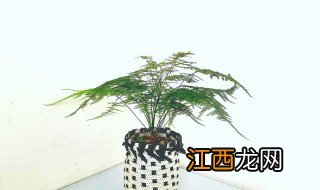 在家里种植植物可以吗 不适合在家里种植的植物