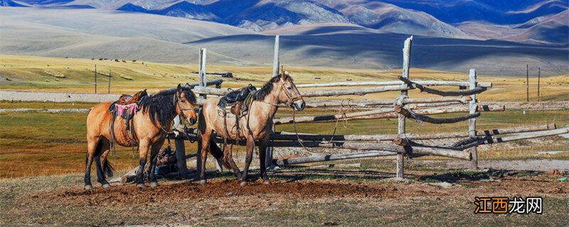 马的种类名称和图片 马的种类