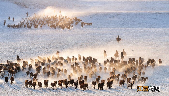 马的种类名称和图片 马的种类