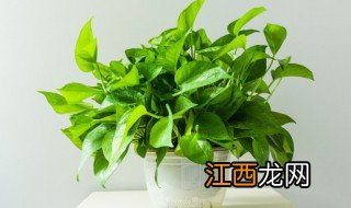 绿色花卉摆放家里可以吗 家里摆放绿色植物