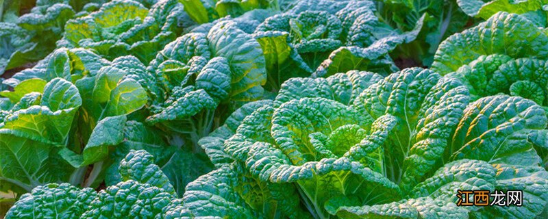 秋季大白菜种植技术与管理 秋季大白菜种植技术