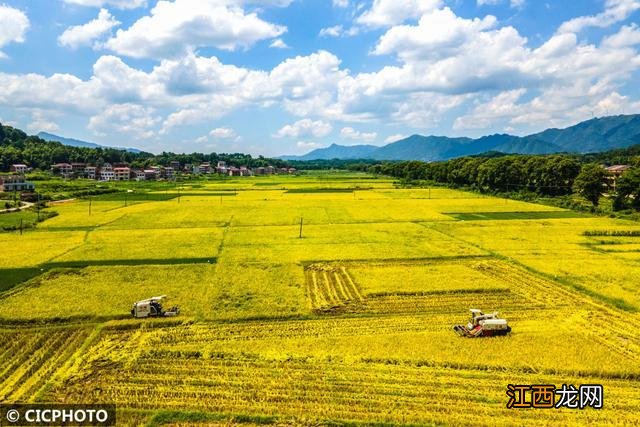 酷暑忙“双抢”