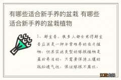 有哪些适合新手养的盆栽 有哪些适合新手养的盆栽植物