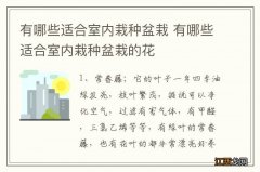 有哪些适合室内栽种盆栽 有哪些适合室内栽种盆栽的花