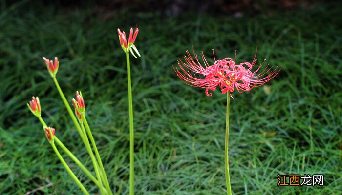 石蒜花和彼岸花一样吗 为什么石蒜不能种家里