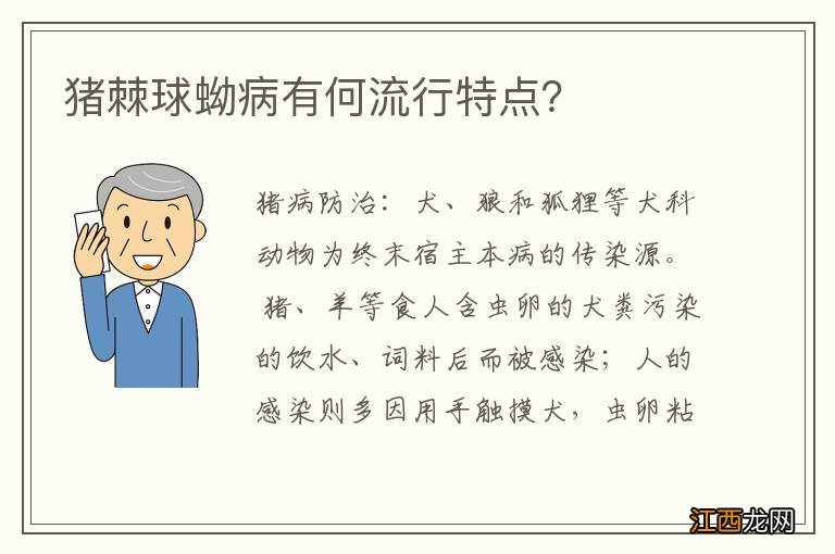 猪棘球蚴病有何流行特点？