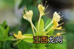 菊花茶加什么泡好喝？菊花茶怎么搭配好？