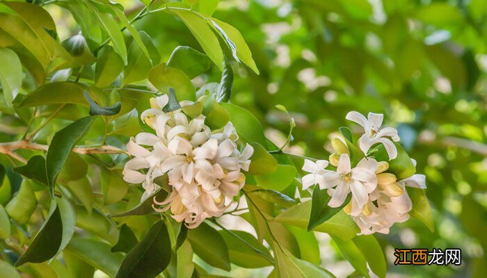 茉莉花叶子发黄皱皱巴巴怎么回事