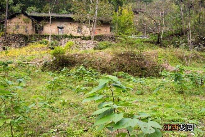 行走秦岭莲花村：这户已搬走多年，但门窗还残存着最后的烟火气息