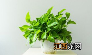 大棚绿萝种植方法 大棚绿萝种植技术大全