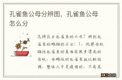 孔雀鱼公母分辨图，孔雀鱼公母怎么分