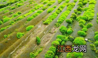 苔藓大棚种植方法图解 苔藓大棚种植方法