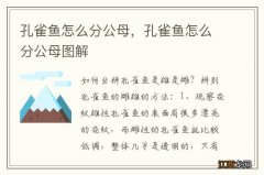 孔雀鱼怎么分公母，孔雀鱼怎么分公母图解