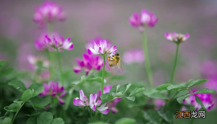 紫云英的薄纱是什么颜色的? 紫云英的薄纱是什么颜色的花