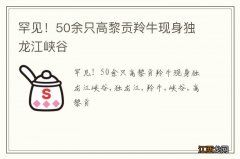 罕见！50余只高黎贡羚牛现身独龙江峡谷