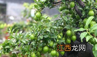 冬天怎样栽金弹子 冬天种植金弹子可以吗