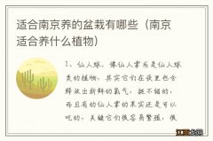 南京适合养什么植物 适合南京养的盆栽有哪些