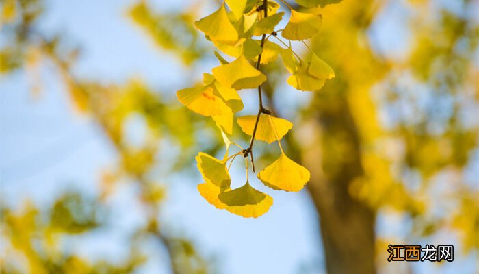 银杏树是国家几级保护植物吗 银杏树是国家几级保护植物