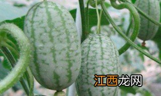 大棚拇指西瓜种植方法 拇指西瓜种植基地在哪里