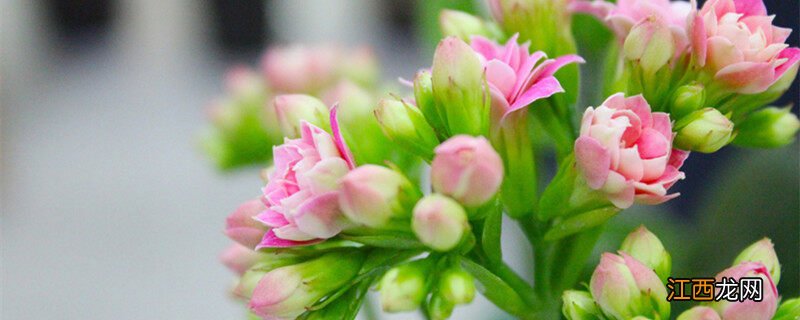 8月长寿花扦插能活么吗 8月长寿花扦插能活么