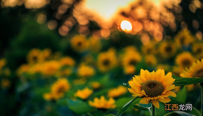 向日葵9月份还开花吗图片 向日葵9月份还开花吗