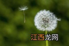 吃龙虾不能同时吃什么？龙虾不能与什么一起吃？